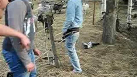 urinating on an electric fence